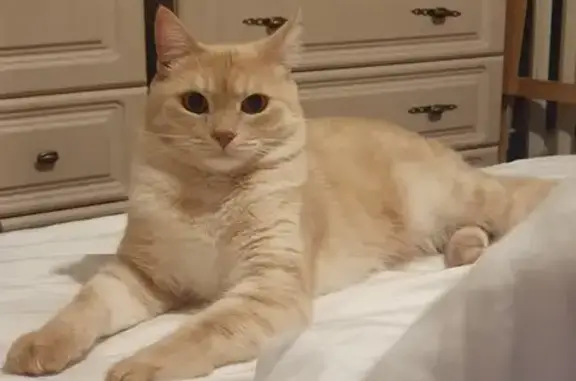 Пропала кошка, ул. Космонавтов, 30, Казань
