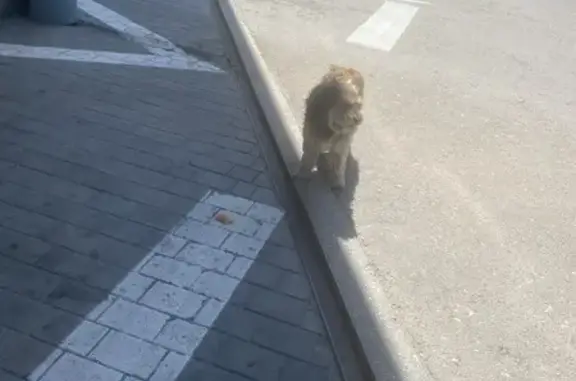 Найдена собака, Севастополь, фото: Собака на заправке, Фиолентовское шоссе 4А