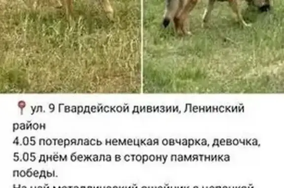 Пропала собака на пр. Энергетиков, Новосибирск
