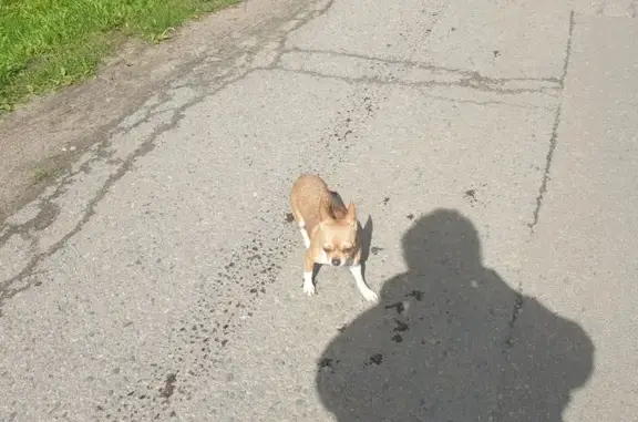 Чихуахуа найдена, ул. Чайковского 33, Химки