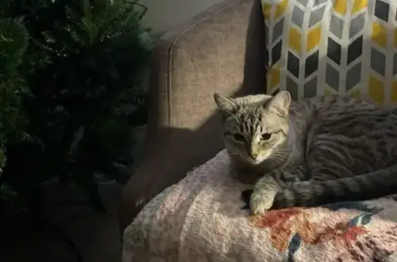 Кошки потеряшки, Новокузнецк, фото: Потеряшка кошка, ул. Грдины 4, Новокузнецк