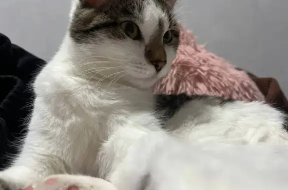 Пропала кошка, Студенческий пр., 5