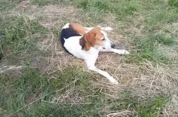 Гончая найдена у слияния рек в Вараксино