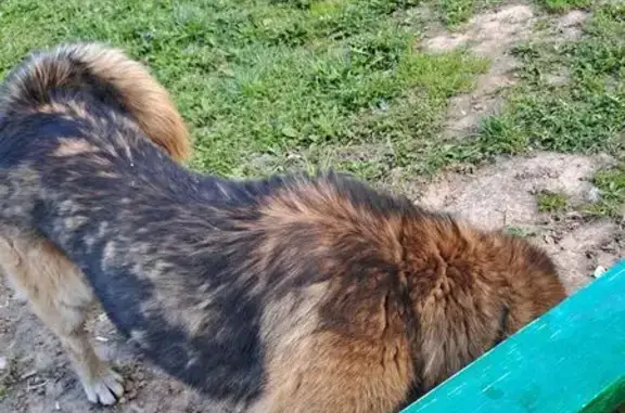 Найдена собака, Большие Вязёмы, фото: Собака найдена: ул. Городок-17, 25, Вязёмы
