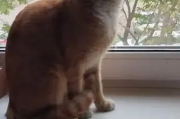 Найдена кошка, Ульяновск, фото: Кошка найдена: Ульяновск, пр-т Авиастроителей 6