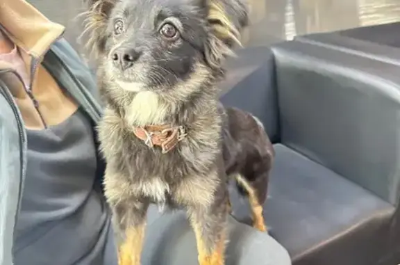 Собака найдена: ул. Аделя Кутуя, Казань