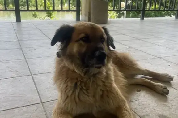 Найдена собака, Краснодар, фото: Тимоша найден: Кубанская ул., 58, Краснодар