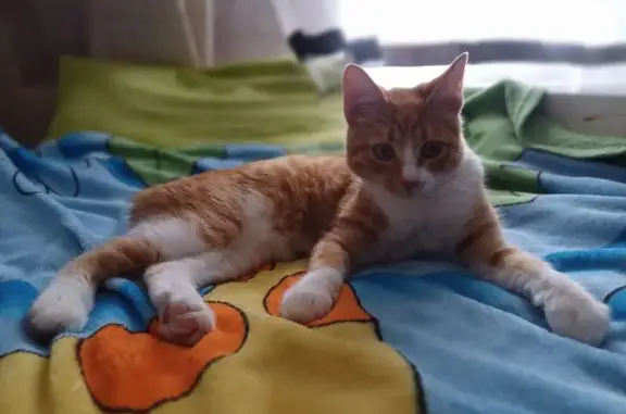 Кошки потеряшки, Грязовец, фото: Потеряшка кошка, Грязовец, ул. Гагарина 74