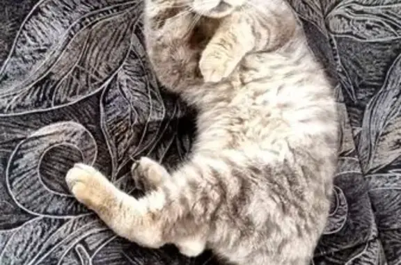Найдена кошка, улица Радуга, Тюмень