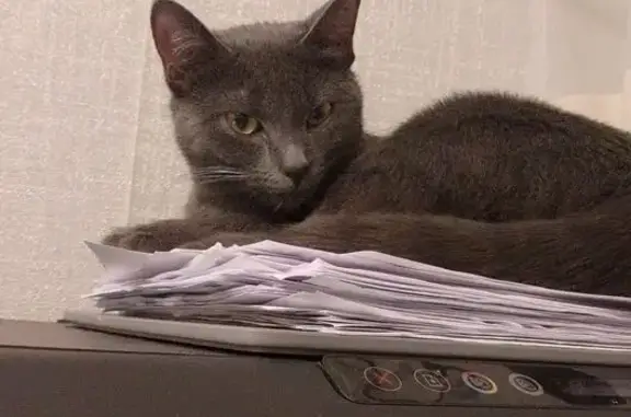 Потерянные животные Черняховск, фото: Пропала кошка, Красноармейская 1, Черняховск