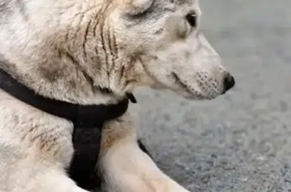 Собака найдена на Испанских Рабочих, 15