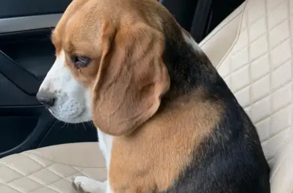 Найдена собака, Боголюбовское, фото: Собаки найдены у 