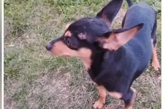 Найдена собака, Екатеринбург, фото: Собака найдена у оз. Песчаное, Екатеринбург