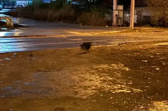 Найдена собака, Авиационная 7, Екатеринбург