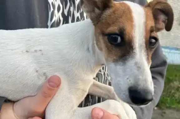 Собака найдена 27А, Карачево