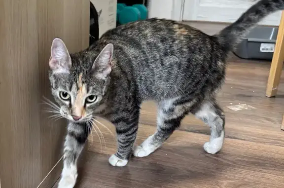 Найдена кошка, Санкт-Петербург, фото: Кошка найдена на Мышкинской улице, СПб