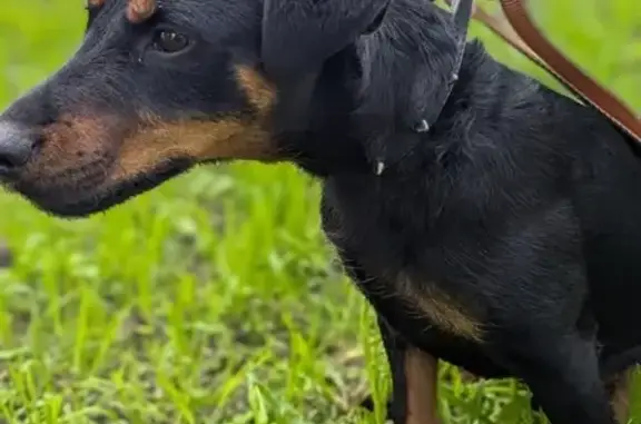 Найдена собака, Москва, фото: Найден ягтерьер, 15-я Парковая, Москва
