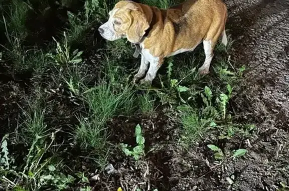 Бигль найден на дор. бульвар Шубина, 10