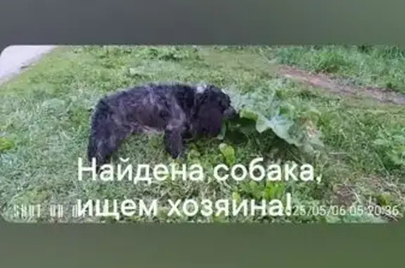 Найдена собака, Челябинск, фото: Собака найдена: Доменная ул., 45, Челябинск
