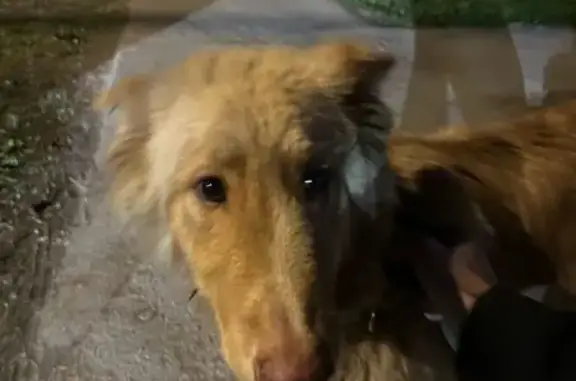 Найдена собака, Новинское шоссе 8