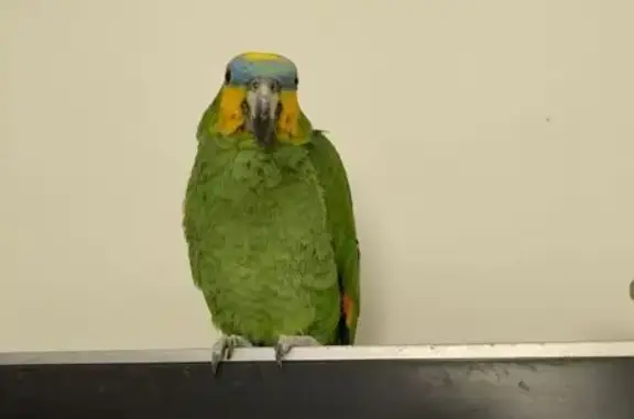 Пропал попугай на Пионерской, 3, Севастополь