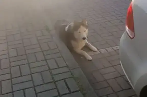 Хаски найдена у дома, Кутаисский пер. 2