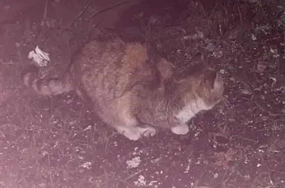 Кошка найдена на Ручьёвской площади