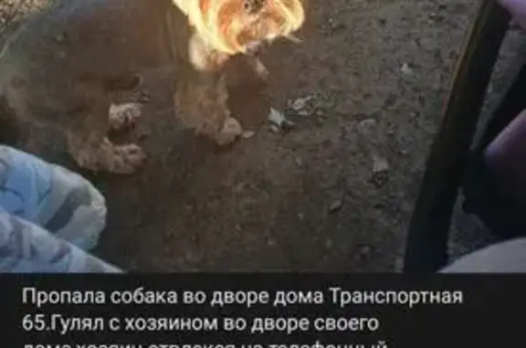 Пропала собака, Транспортная 65, Новокузнецк