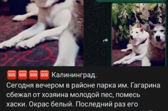 Пропала собака, Киевская 118А, Калининград
