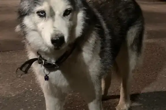 Найдена собака, Калининград, фото: Хаски найдена у магазина на Добролюбова, 1