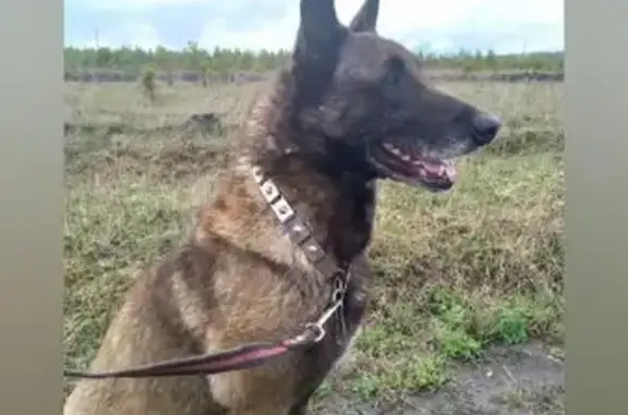 Пропала собака в Базарносызгане