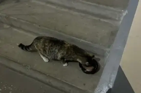 Кошка найдена, ул. Молокова 27, Красноярск