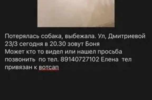 Пропала собака, ул. Лысая Гора 9/3, Сочи