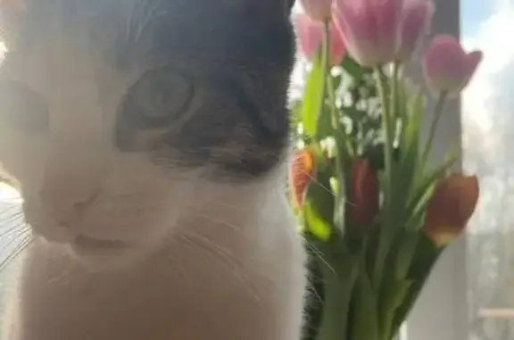 Кошки потеряшки, Кингисепп, фото: Потеряшка кошка, Большая Советская 33, Кингисепп