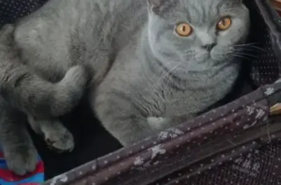 Кошки потеряшки, Хабаровск, фото: Потеряшка кошка, Читинская 11, Хабаровск