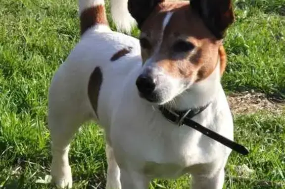 Собаки потеряшки, Щёлково, фото: Потеряшка собака, Щёлково, Широкая ул.