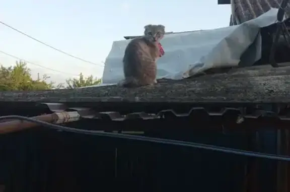 Найдена кошка, Краснодарский край, фото: Кошка найдена, Львовское СП, Краснодарский край