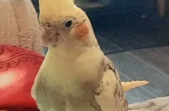 Пропал попугай, ул. Сухаренко 20А, Дзержинск