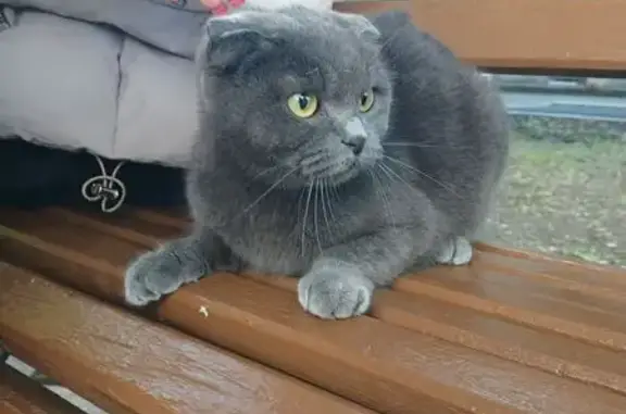 Найдена кошка, Курган, фото: Найдена кошка, ул. Володарского, Курган