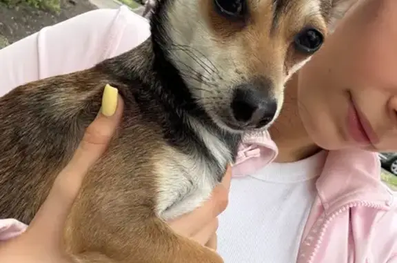 Найдена собака, Кемеровская ул., 13, Омск