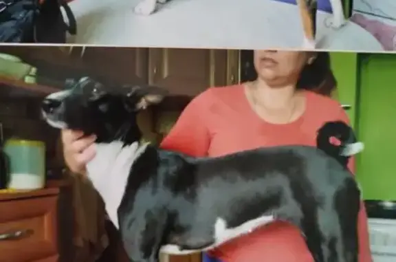 Пропала собака, ул. Корнейчука, 43, Москва