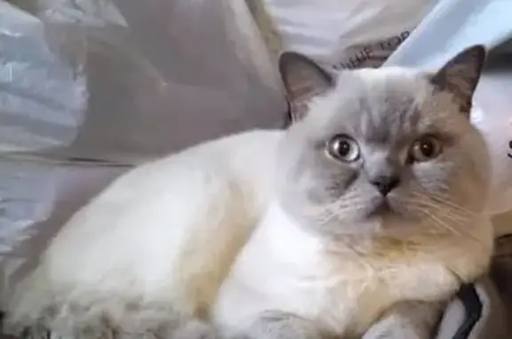 Кошки потеряшки, Хабаровский край, фото: Потеряшка кошка в 220, Тихоокеанская улица, МЖСК, Краснофлотский район, Хабаровск