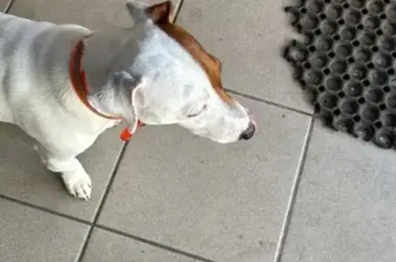 Найдена собака, ул. Альфии Авзаловой, Казань