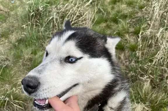 Собака найдена на кладбище Р-402, Дружинское