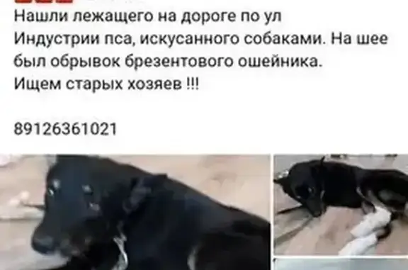 Найдена собака, Екатеринбург, фото: Собака найдена: ул. Банникова, Екатеринбург