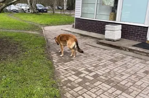 Найдена собака, Зеленогорск, фото: Собака найдена на Вокзальной, 9к3, Зеленогорск