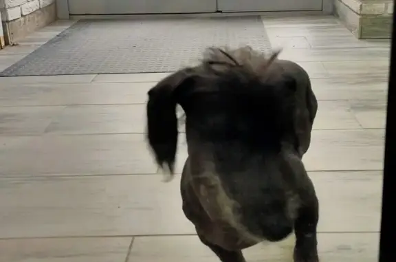 Найдена собака, Томск, фото: Найдена собака на Дзержинского 57, Томск