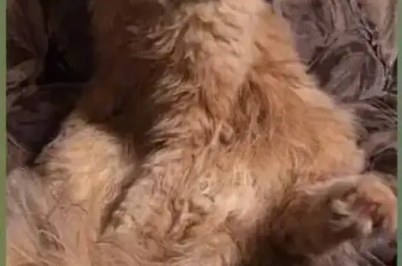 Кот найден: проспект Кирова, 143, Самара