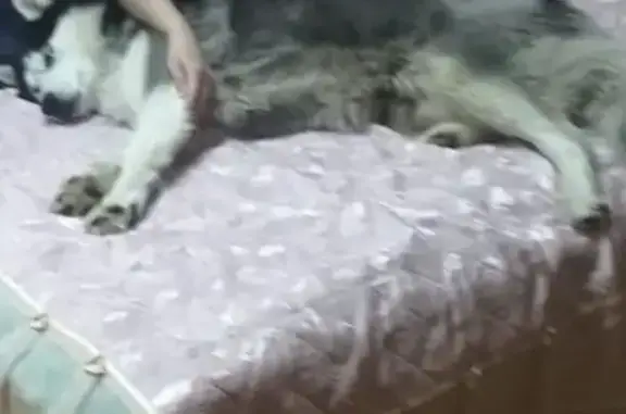 Пропала собака, 49К-15, Дубовицы