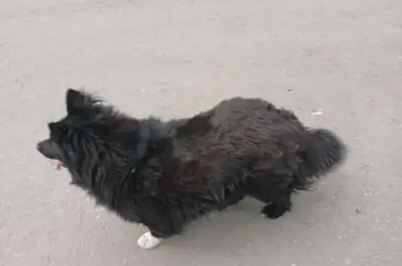 Собака найдена на Пржевальского, Тула